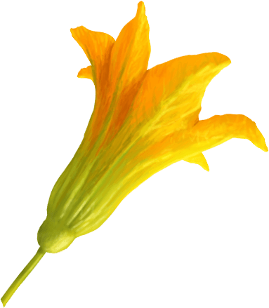 Courgette blossom