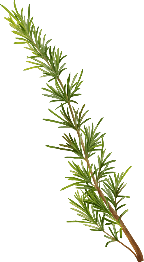 Illustration of rosmarin by EAT, SLEEP + DESIGN