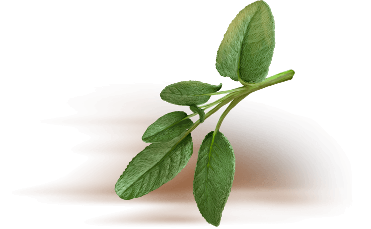 Sage